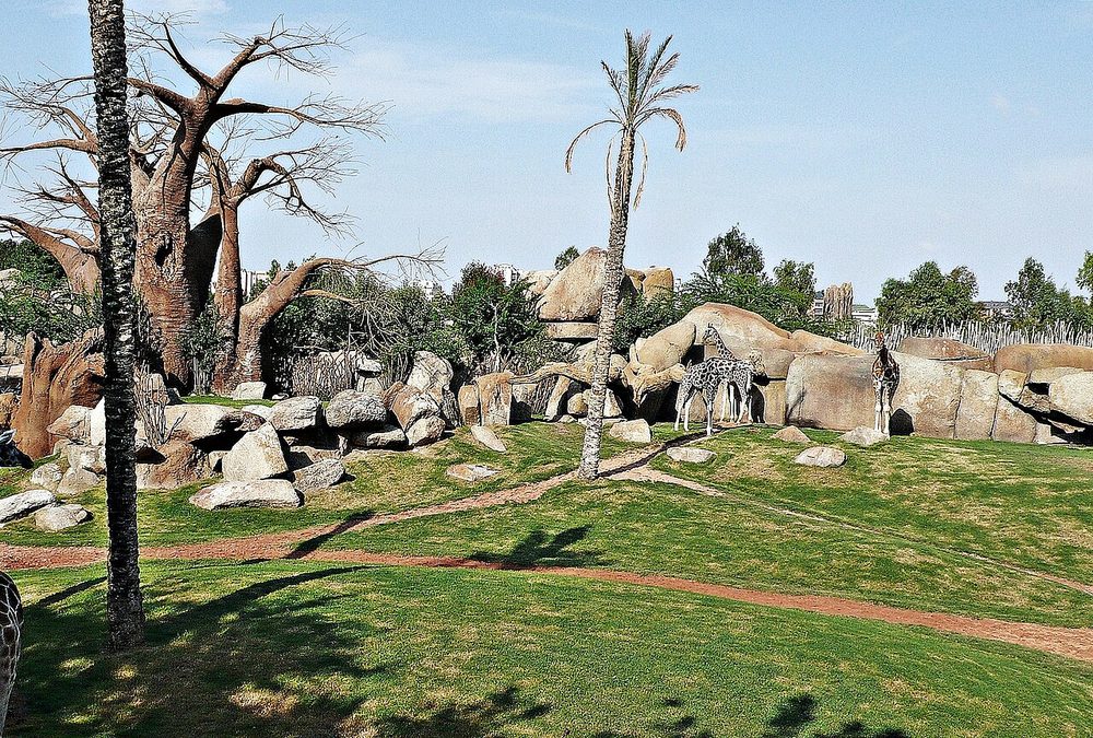 Recreación de la sabana africana en Bioparc Valencia