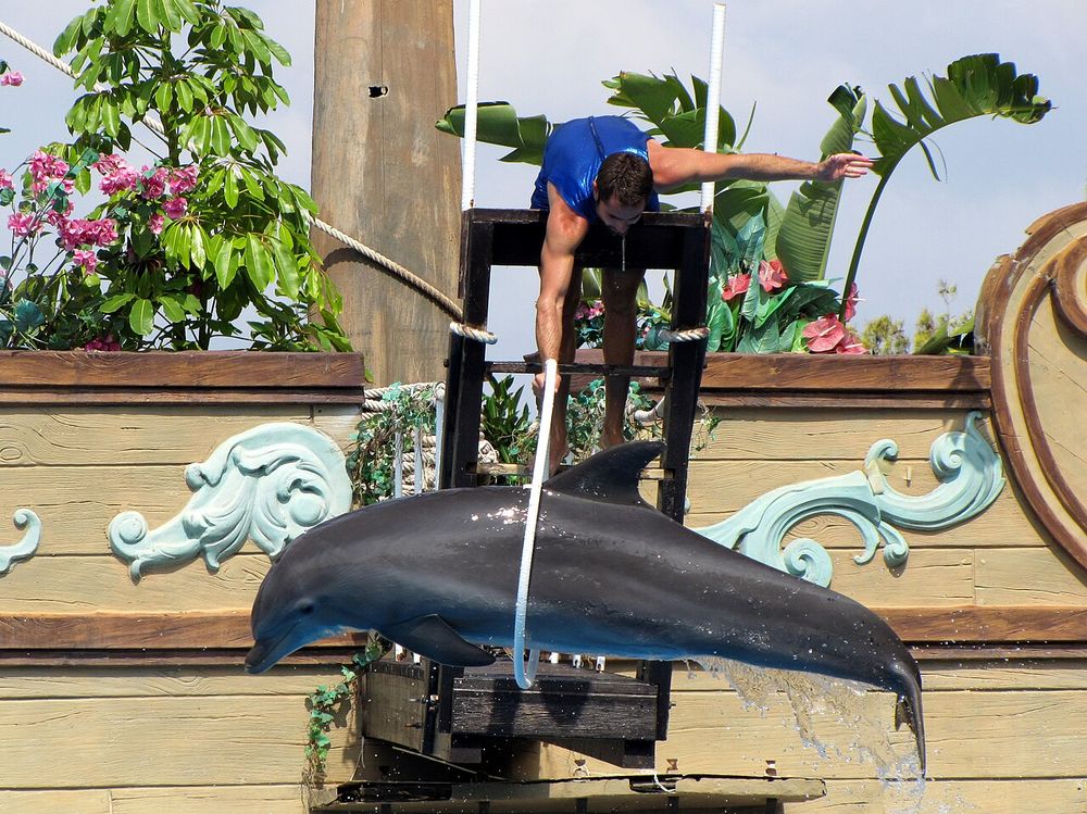 Delfín en una de las piscinas de Mundomar