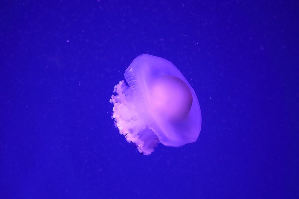 Medusa en uno de los acuarios del Oceanogràfic