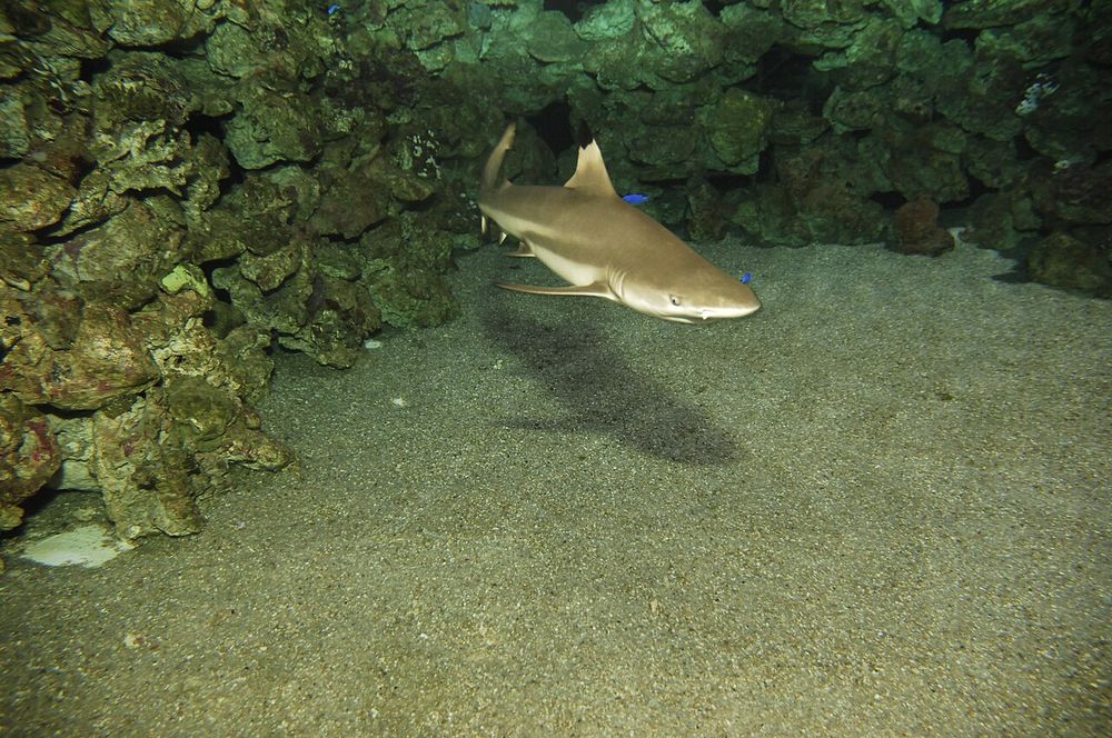 Tiburón de puntas negras nadando en Palma Aquarium