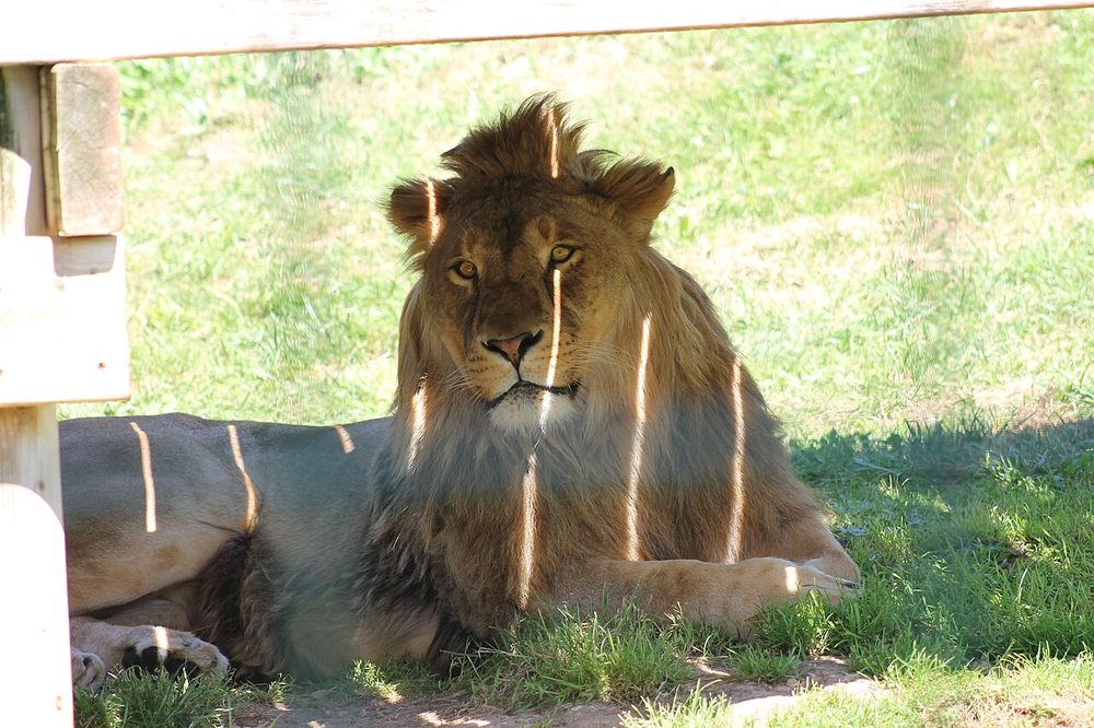 León en Sendaviva