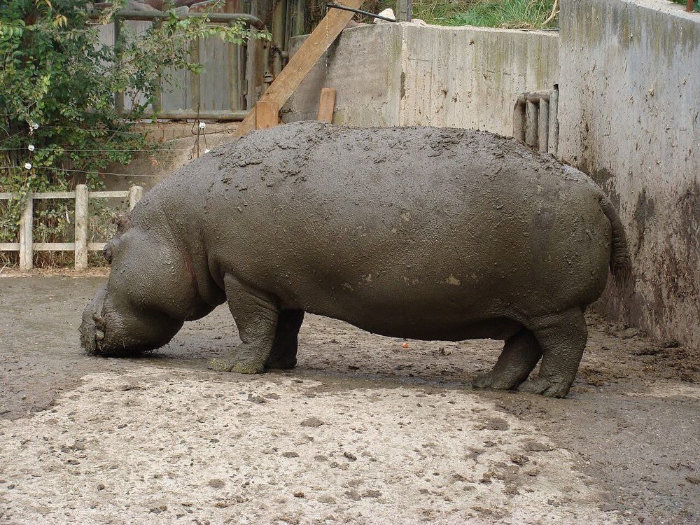 Hipopótamo en el Zoo Aquarium de Madrid
